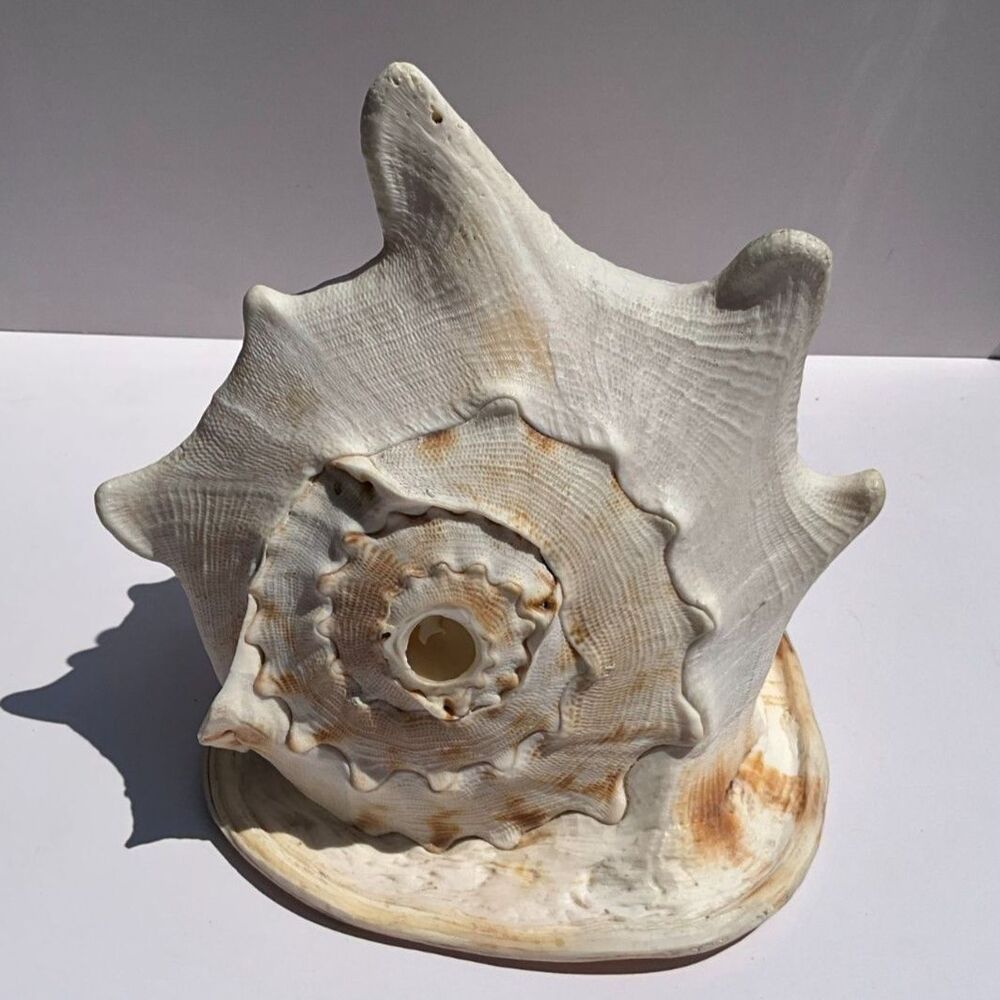 Large King Helmet Seashell Stunning must see 12" x 13"
